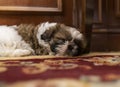 Puppy Shih Tzu dog Ã¢â¬â¹Ã¢â¬â¹sleeping in slippers